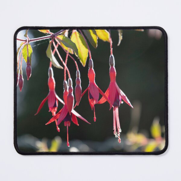 Item preview, Fuchsia designed and sold by Calidris Fotografie Steffi & Ben Köppler.