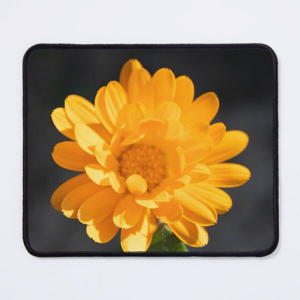 Item preview, Common Marigold designed and sold by Calidris Fotografie Steffi & Ben Köppler.