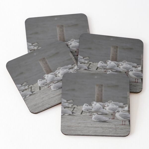 Item preview, Black Headed Gulls designed and sold by Calidris Fotografie Steffi & Ben Köppler.
