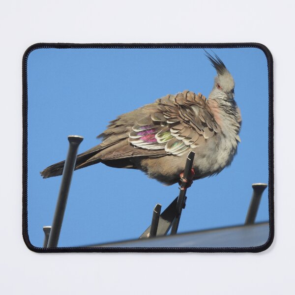 Item preview, Crested Pigeon on an Aerial designed and sold by Claire L Page Photography.