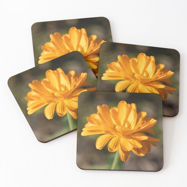 Item preview, Common Marigold designed and sold by Calidris Fotografie Steffi & Ben Köppler.