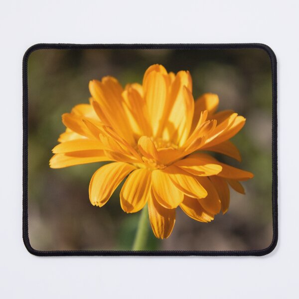 Item preview, Common Marigold designed and sold by Calidris Fotografie Steffi & Ben Köppler.