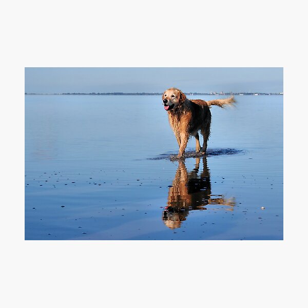 Item preview, Captains Dog designed and sold by Jo Nijenhuis.