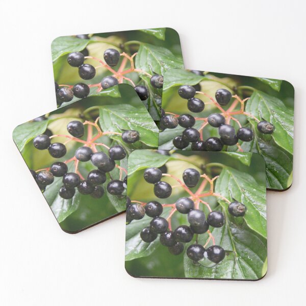Item preview, Dogwood designed and sold by Calidris Fotografie Steffi & Ben Köppler.