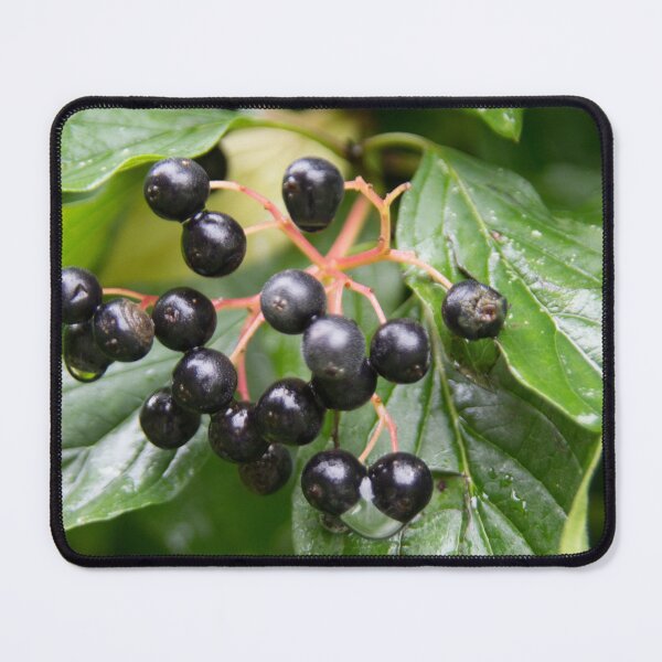 Item preview, Dogwood designed and sold by Calidris Fotografie Steffi & Ben Köppler.
