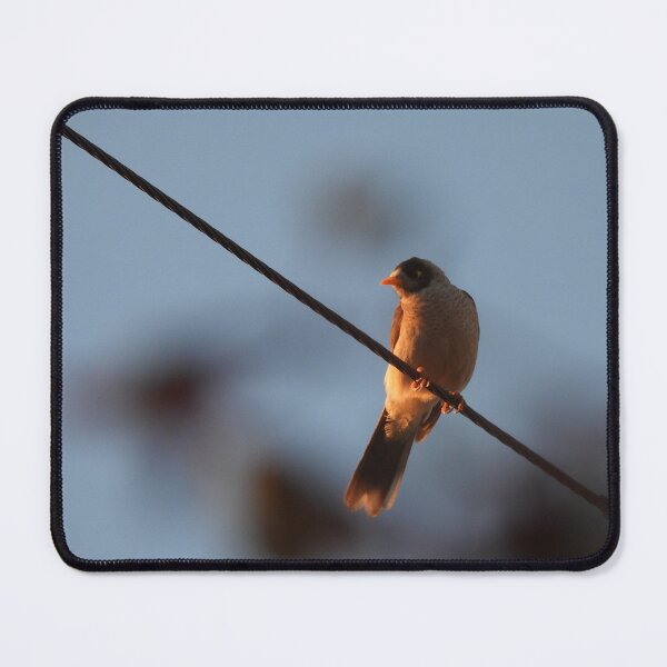 Item preview, Noisy Miner bird on a wire designed and sold by Claire L Page Photography.