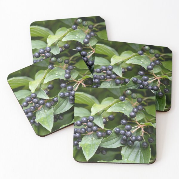 Item preview, common dogwood designed and sold by Calidris Fotografie Steffi & Ben Köppler.
