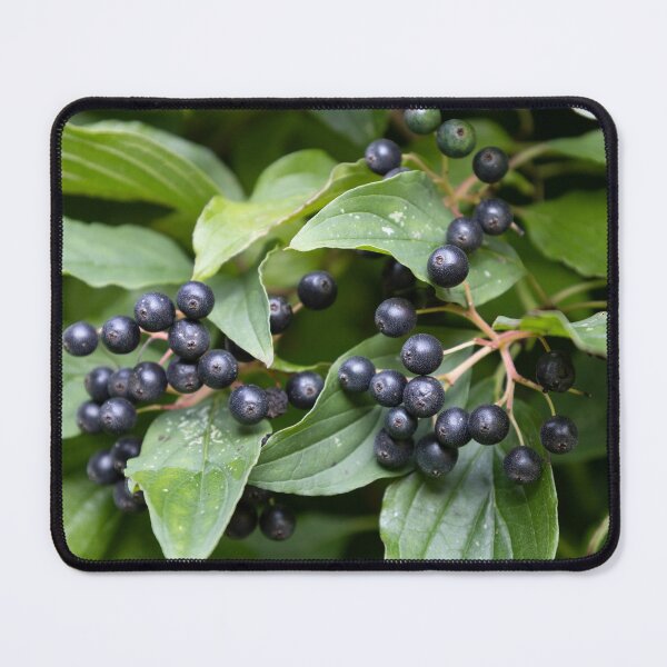 Item preview, common dogwood designed and sold by Calidris Fotografie Steffi & Ben Köppler.