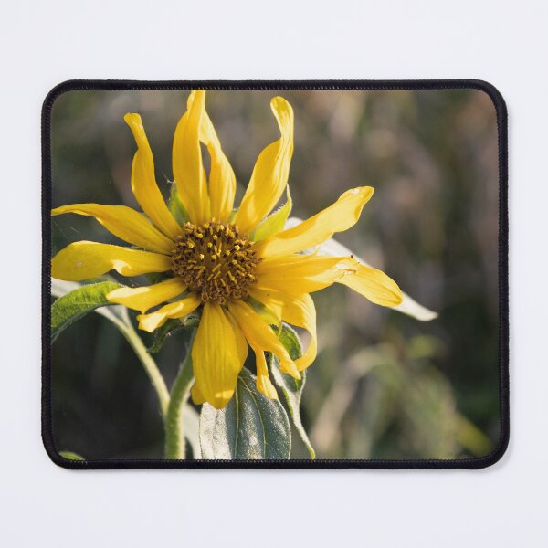 Item preview, Flower designed and sold by Calidris Fotografie Steffi & Ben Köppler.