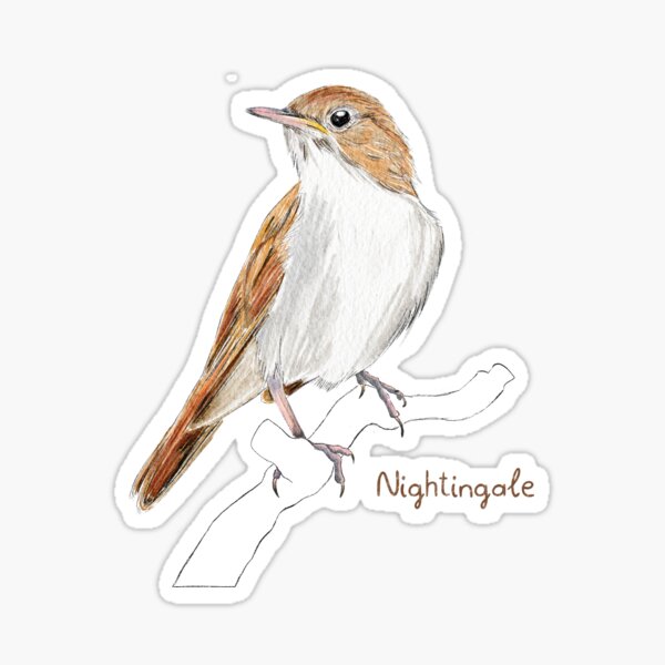 Nightingale Call British Bird Sounds - song and lyrics by Dr