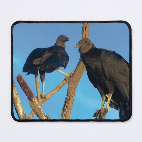 Item preview, Black Vultures (Coragyps atratus) designed and sold by passarinhalan.