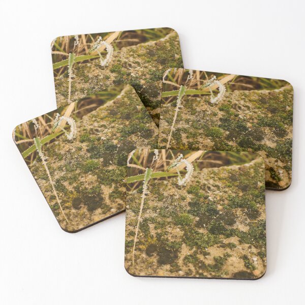 Item preview, Frost covered ground in September - Photography designed and sold by Tilosparty30.
