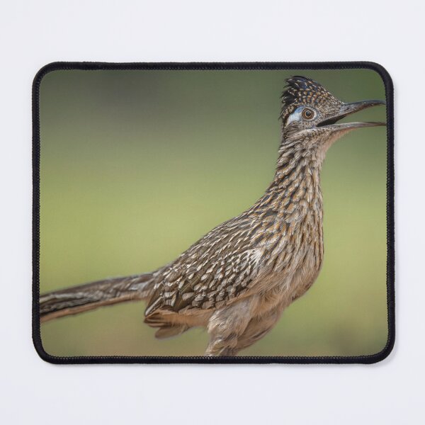 Item preview, Greater Roadrunner South Texas designed and sold by PhotoArt by Joan Carroll.