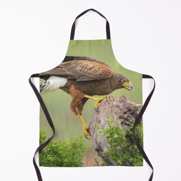 Item preview, Harris Hawk South Texas designed and sold by PhotoArt by Joan Carroll.