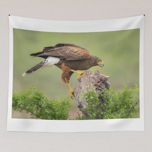 Item preview, Harris Hawk South Texas designed and sold by PhotoArt by Joan Carroll.
