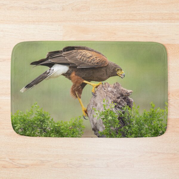Item preview, Harris Hawk South Texas designed and sold by PhotoArt by Joan Carroll.