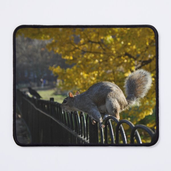 Item preview, Squirrel playing designed and sold by FilipeBeFX.