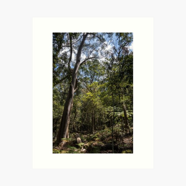 Item preview, Scenic World, Katoomba designed and sold by Frits Klijn (klijnfoto.nl).