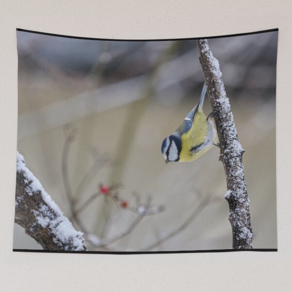 Item preview, Just hanging around. Eurasian blue tit designed and sold by Jouko Lehto Photography.