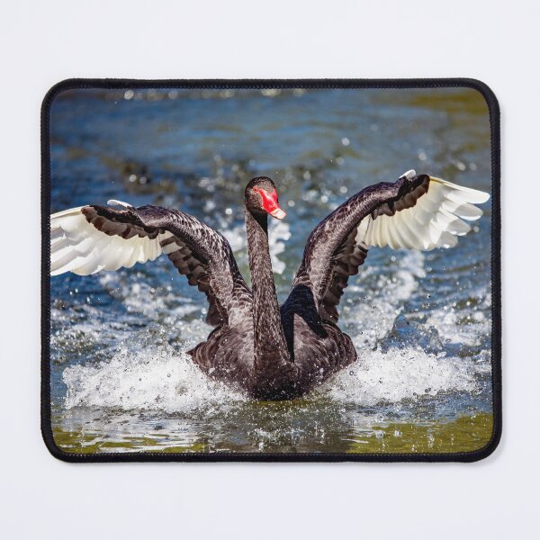 Item preview, Black Swan designed and sold by Mista Vista Photos.