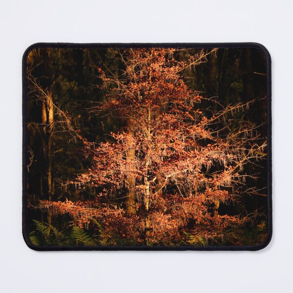Item preview, Digital Photograph of sunlit autumn tree designed and sold by SimonJohnson1.