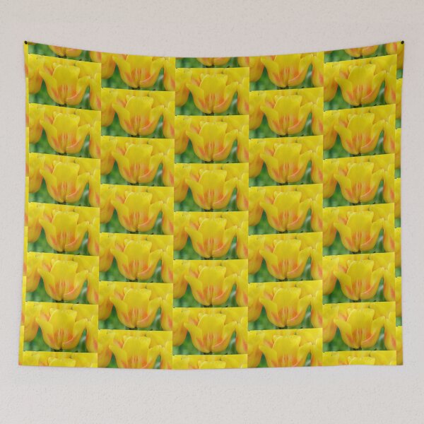 Item preview, Tulipa  'Ice Lolly'  Tulip   designed and sold by Chris Burrows.