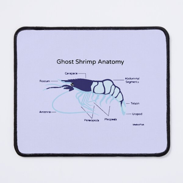 Item preview, Anatomy of a Ghost Shrimp designed and sold by Corner-Distro.