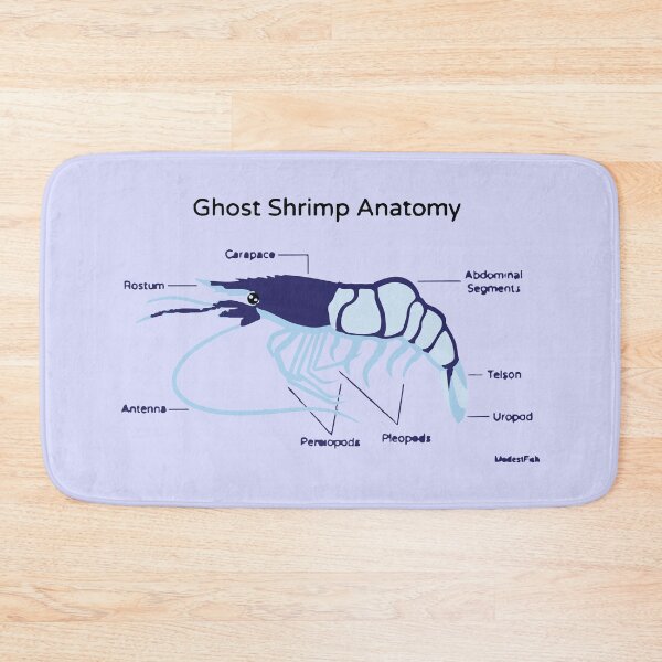 Item preview, Anatomy of a Ghost Shrimp designed and sold by Corner-Distro.