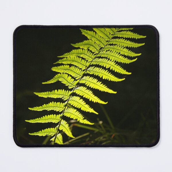 Item preview, Digital Photograph of sunlit luminous fern designed and sold by SimonJohnson1.
