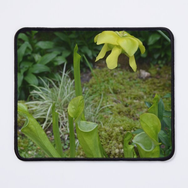 Item preview, Carnivorous plants and flowers - Sarracenia designed and sold by Paula Betz.