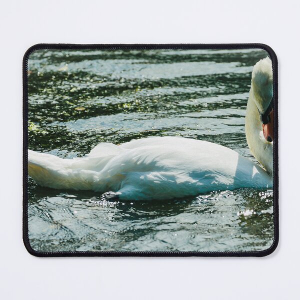 Item preview, Digital Photograph of swan designed and sold by SimonJohnson1.