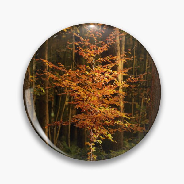 Item preview, Digital Photograph of sunlit Beech tree in autumn designed and sold by SimonJohnson1.