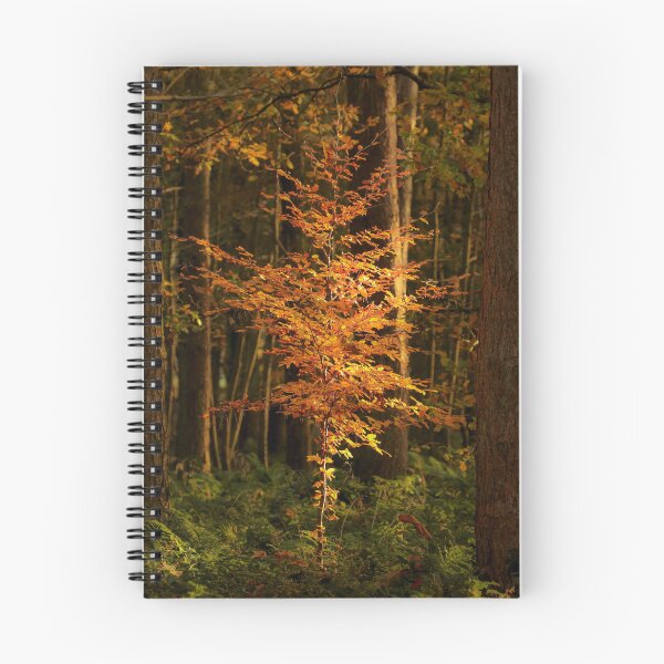 Item preview, Digital Photograph of sunlit Beech tree in autumn designed and sold by SimonJohnson1.
