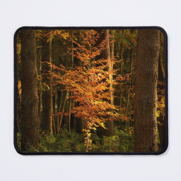Item preview, Digital Photograph of sunlit Beech tree in autumn designed and sold by SimonJohnson1.