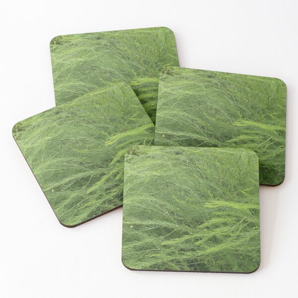 Fern Textures 1: lacy green fronds Coasters (Set of 4)