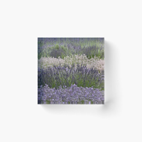 Item preview, Digital Photograph of Lavender fields designed and sold by SimonJohnson1.
