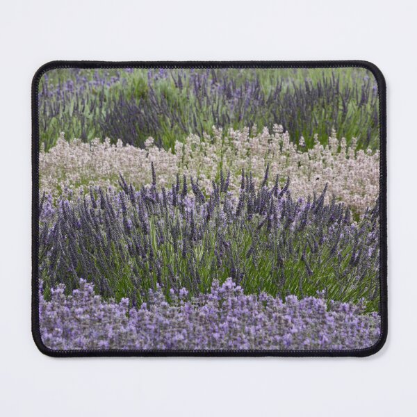 Item preview, Digital Photograph of Lavender fields designed and sold by SimonJohnson1.