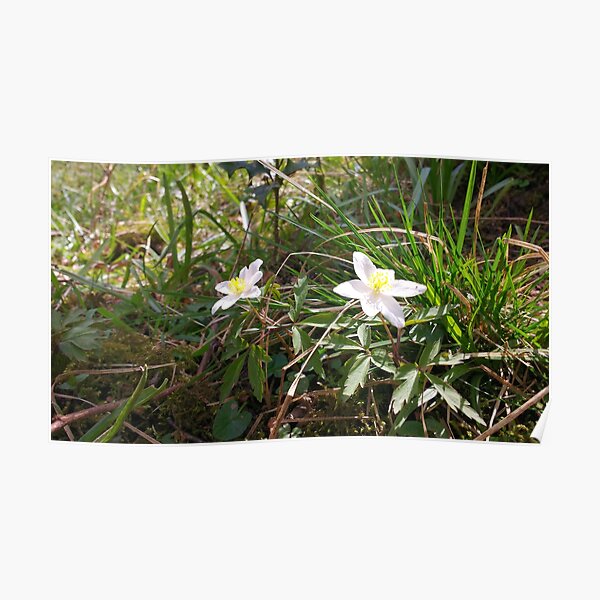 First Flower of Spring Poster