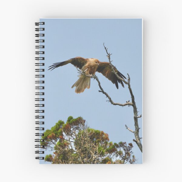 Item preview, Whistling Kite wings out designed and sold by Mark Grimsley.