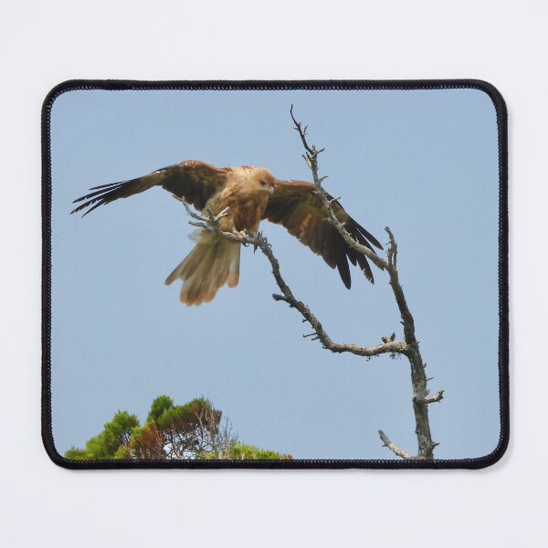 Item preview, Whistling Kite wings out designed and sold by Mark Grimsley.
