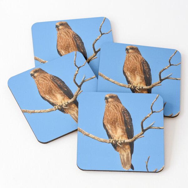 Item preview, Whistling Kite on the lookout designed and sold by Mark Grimsley.