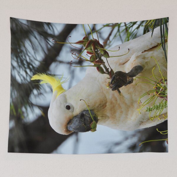 Item preview, Cockatoo enjoying a snack designed and sold by Mark Grimsley.