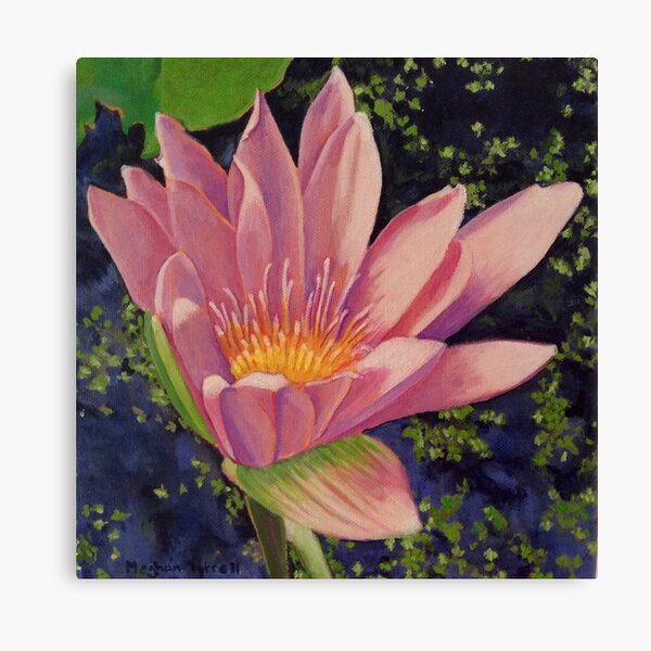 Water Lily Canvas Print