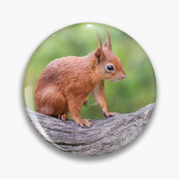 Item preview, Red Squirrel on a branch designed and sold by angieblue-25.