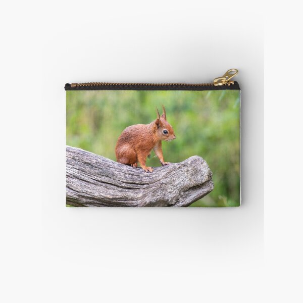 Item preview, Red Squirrel on a branch designed and sold by angieblue-25.