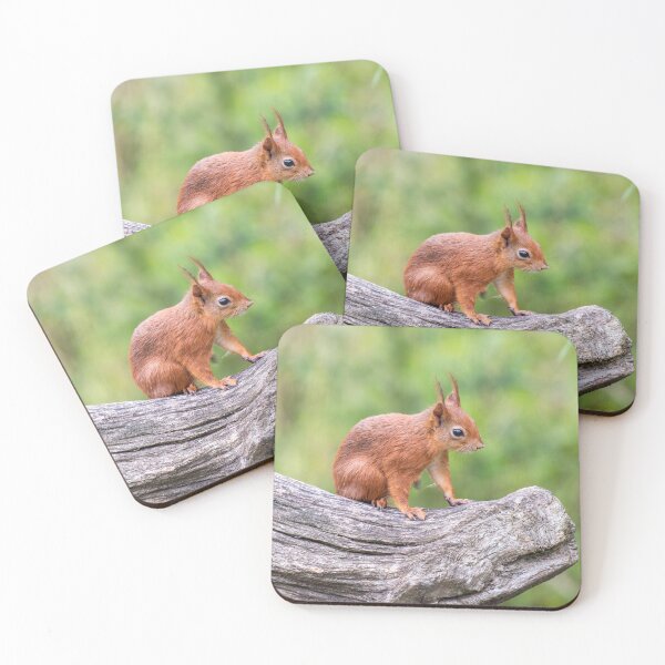 Item preview, Red Squirrel on a branch designed and sold by angieblue-25.