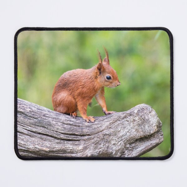 Item preview, Red Squirrel on a branch designed and sold by angieblue-25.