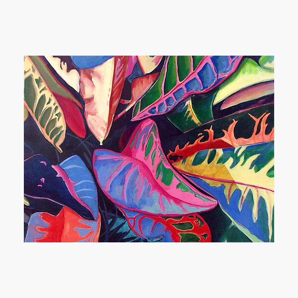 Rainbow Plant Photographic Print