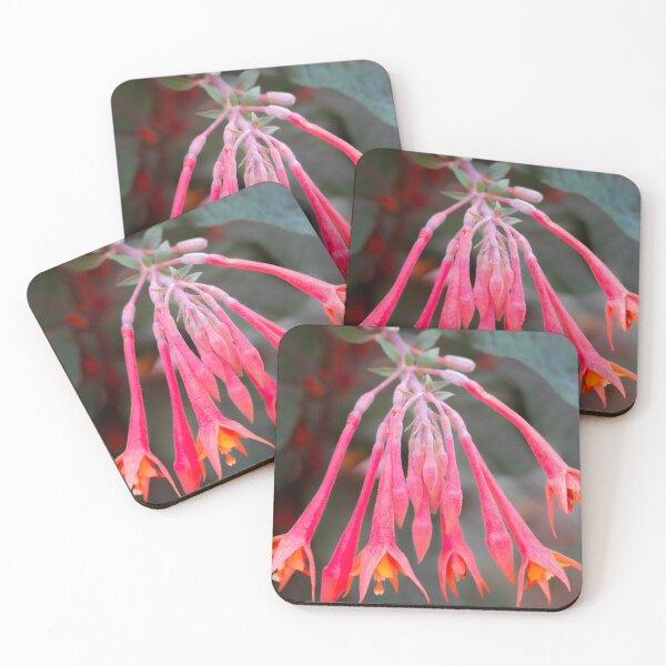Item preview, Eden Project flowers designed and sold by Dave Hare Photography.