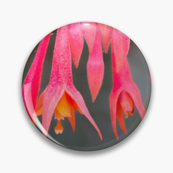 Item preview, Eden Project flowers designed and sold by Dave Hare Photography.
